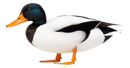 Fototapeta premium PNG Realistic duck decoy with black and white feathers