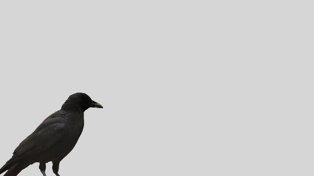 Common bird, black crow isolated in bottom corner of white background