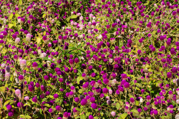 Close up of Gomphrena globosa in shallow focus, commonly known as globe amaranth is an edible flower to relieve prostate and reproductive problems.
