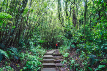 Lush old growth forest with female hiker hiking on wooden path in New Zealand