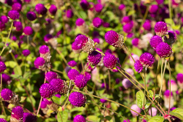 Close up of Gomphrena globosa in shallow focus, commonly known as globe amaranth is an edible flower to relieve prostate and reproductive problems.
