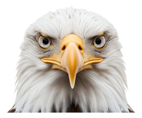 Obraz premium Close-up of a bald eagle with intense gaze