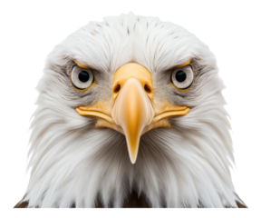 Close-up of a bald eagle with intense gaze