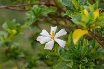 Gardenia Jasminoides flower blooming in the garden with green leaves. Commonly known as Gardenia and Cape Jasmine, is an evergreen flowering plant in the coffee family Rubiaceae. White flower