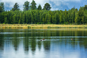 Flock of ducks enjoying in Matheson Lake and lush forest in the morning
