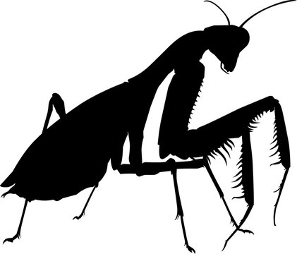 black praying mantis silhouette on white clip art preview