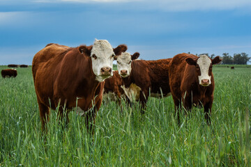 Cows in the Argentine countryside, La Pampa, Patagonia, Argentina.