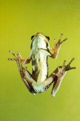 Montevideo Treefrog, Hyla Pulchela,  La Pampa, Patagonia,Argentina.