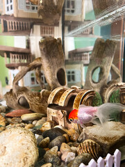 Vibrant goldfish swimming near decorative treasure chest in aquarium