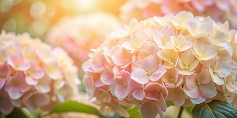 Obraz premium Delicate Close-Up of Light Pink and Light Peach Hydrangea Flowers Showcasing Soft Pastel Colors and Textured Petals in a Serene Natural Setting