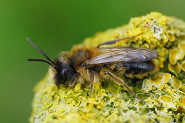 Colorful closeup on a male Large Sallow mining bee , Andrena apicata sitting on a lichen covered tree trunk