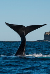 Fototapeta premium Sohutern right whale tail lobtailing, endangered species, Patagonia,Argentina