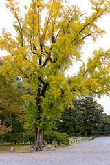 銀杏の木と自転車