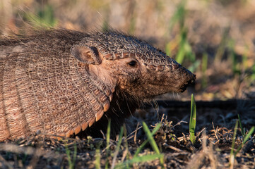 Armadillo in Pampas countryside environment, La Pampa Province, Argentina.