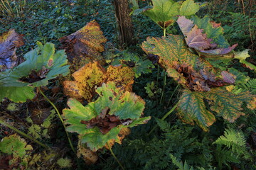 Gunnera Manicata Leaves at Erasmuspark in Amsterdam, Netherlands