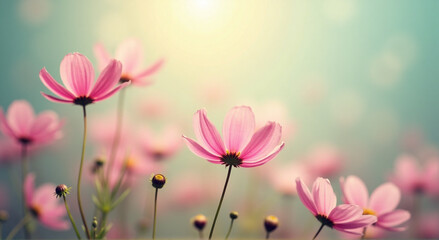 Fototapeta premium pink cosmos flower