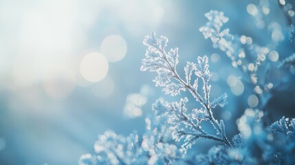 A delicate branch, adorned with frost, catches the soft glow of the winter sun.  The image evokes a sense of serene beauty and the quiet magic of the season. 