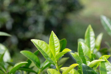 Closeup, Top of Green tea leaf in the morning, tea plantation, blurred background, selective focus.