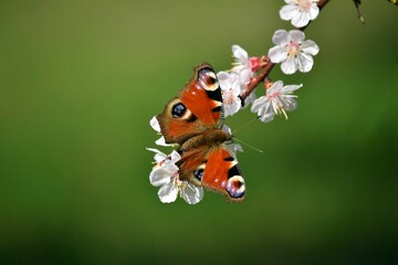 butterfly on a flower