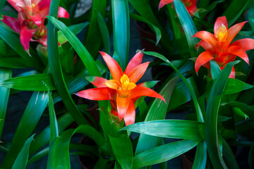 Blossom of Guzmania Bromelia. Pot plants, indoor plants, tropical plants.