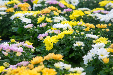 Chrysanthemum is a genus belonging to the daisy family (Asteraceae), containing about 30 species.