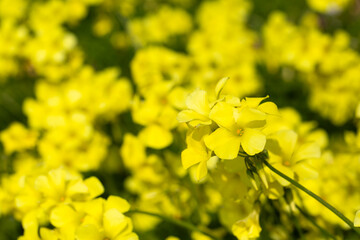 Oxalis pes-caprae is a plant species belonging to the genus Oxalis.