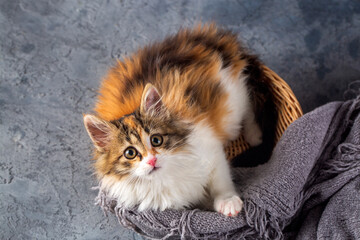 A cute calico kitten house cat