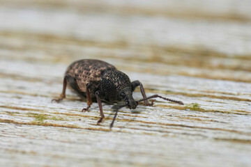 Closeup on the plant parasite pest broad-nosed weevil beetle , Otiorhynchus raucus