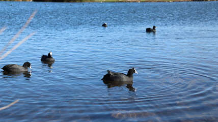 Flock of Red-Knobbed Coots and Ducks Swimming in a Lake on a Sunny Day with Splashing Water and Natural Wildlife Activity
