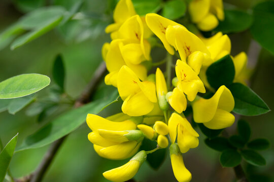 Caragana arborescens, the Siberian pea-tree, or caragana, is a species of legume native to Siberia and parts of China Mongolia Kazakhstan.