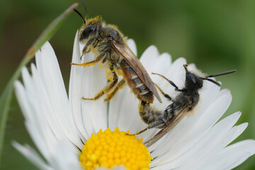 Copulation of a male and female red bellied miner mining bee, Andrena venrtalis in a Common white flowering daisy