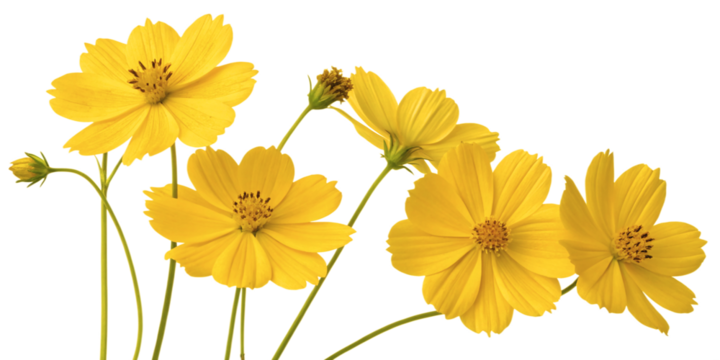 Collection of isolated cosmos flowers in yellow bloom, PNG format