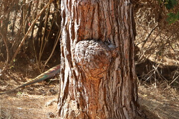 Texture of tree bark. Wood of hot subtropical climate of Israel
