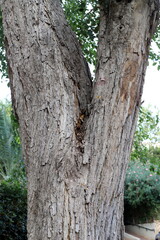 Texture of tree bark. Wood of hot subtropical climate of Israel