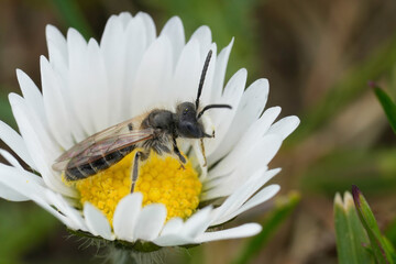 Closeup on a male red bellied miner mining bee , Andrena ventralis on a whitel flowering common daisy