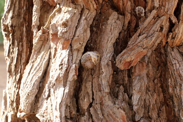 Texture of tree bark. Wood of hot subtropical climate of Israel