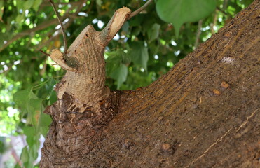 Texture of tree bark. Wood of hot subtropical climate of Israel