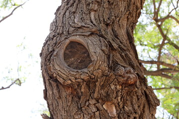 Texture of tree bark. Wood of hot subtropical climate of Israel