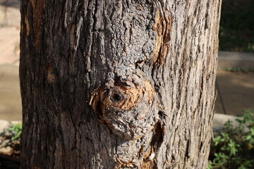Texture of tree bark. Wood of hot subtropical climate of Israel