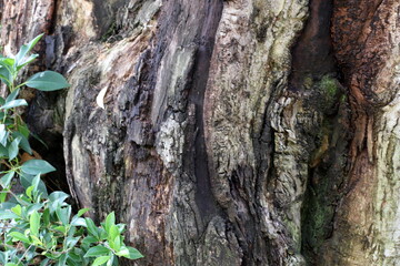 Texture of tree bark. Wood of hot subtropical climate of Israel