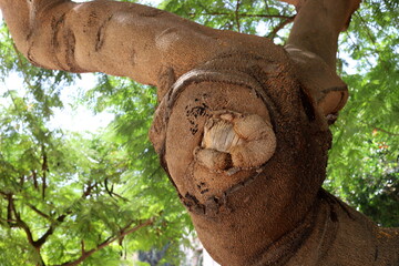 Texture of tree bark. Wood of hot subtropical climate of Israel