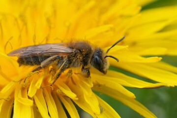 Female Grey-gastered mining bee, Andrena tibialis , on Yellow Flower Close-Up