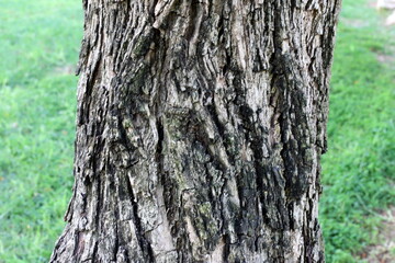 Texture of tree bark. Wood of hot subtropical climate of Israel