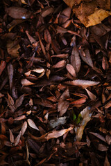 Image of a leaf that has changed color and fallen to the ground.