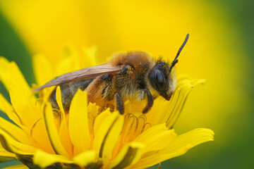 Closeup on a cute female Grey-gastered mining bee, Andrena tibialis in a colorful yellow dandelion