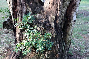 Texture of tree bark. Wood of hot subtropical climate of Israel