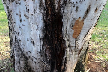 Texture of tree bark. Wood of hot subtropical climate of Israel