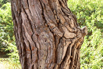 Texture of tree bark. Wood of hot subtropical climate of Israel