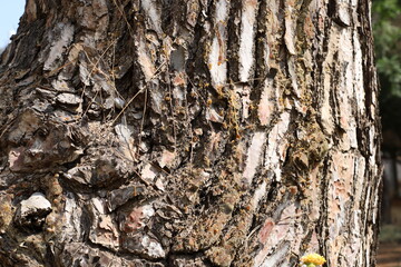 Texture of tree bark. Wood of hot subtropical climate of Israel
