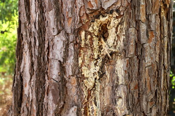Texture of tree bark. Wood of hot subtropical climate of Israel